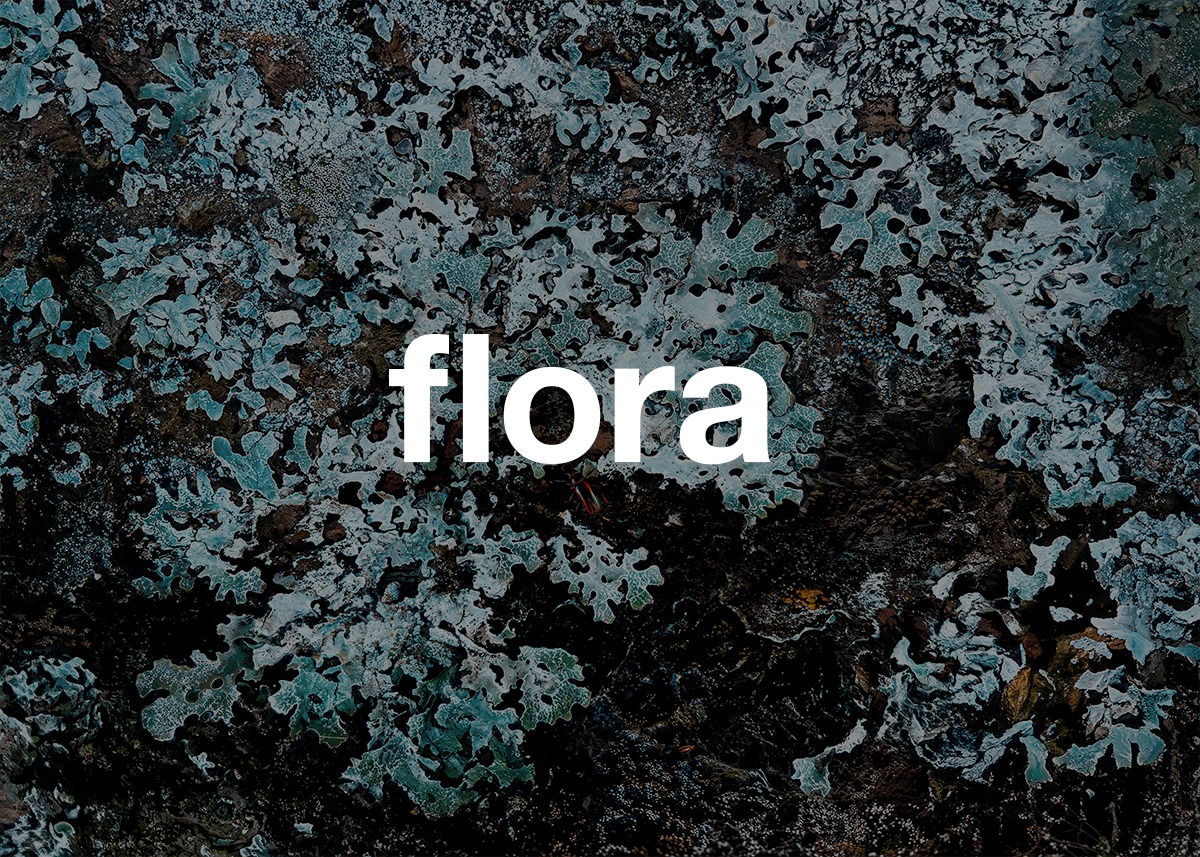 flora