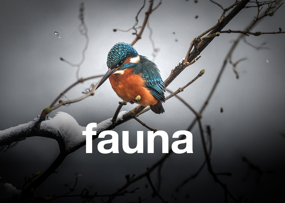 fauna